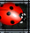 Coccinellah.png